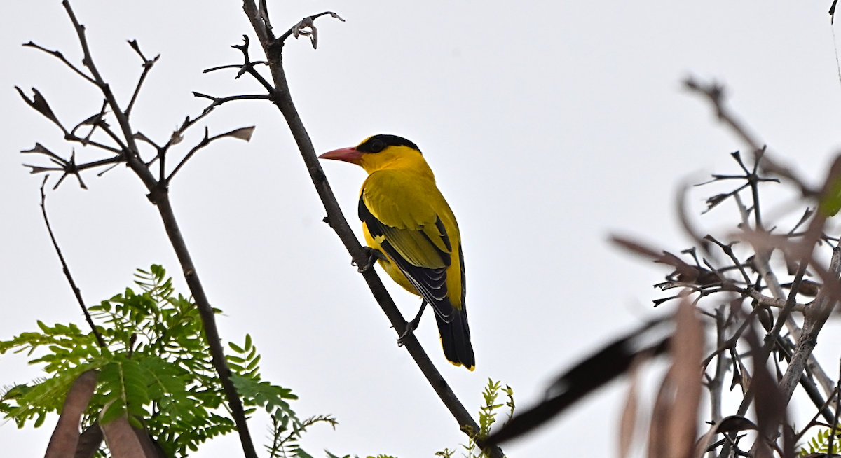 Black-naped Oriole - ML644649157