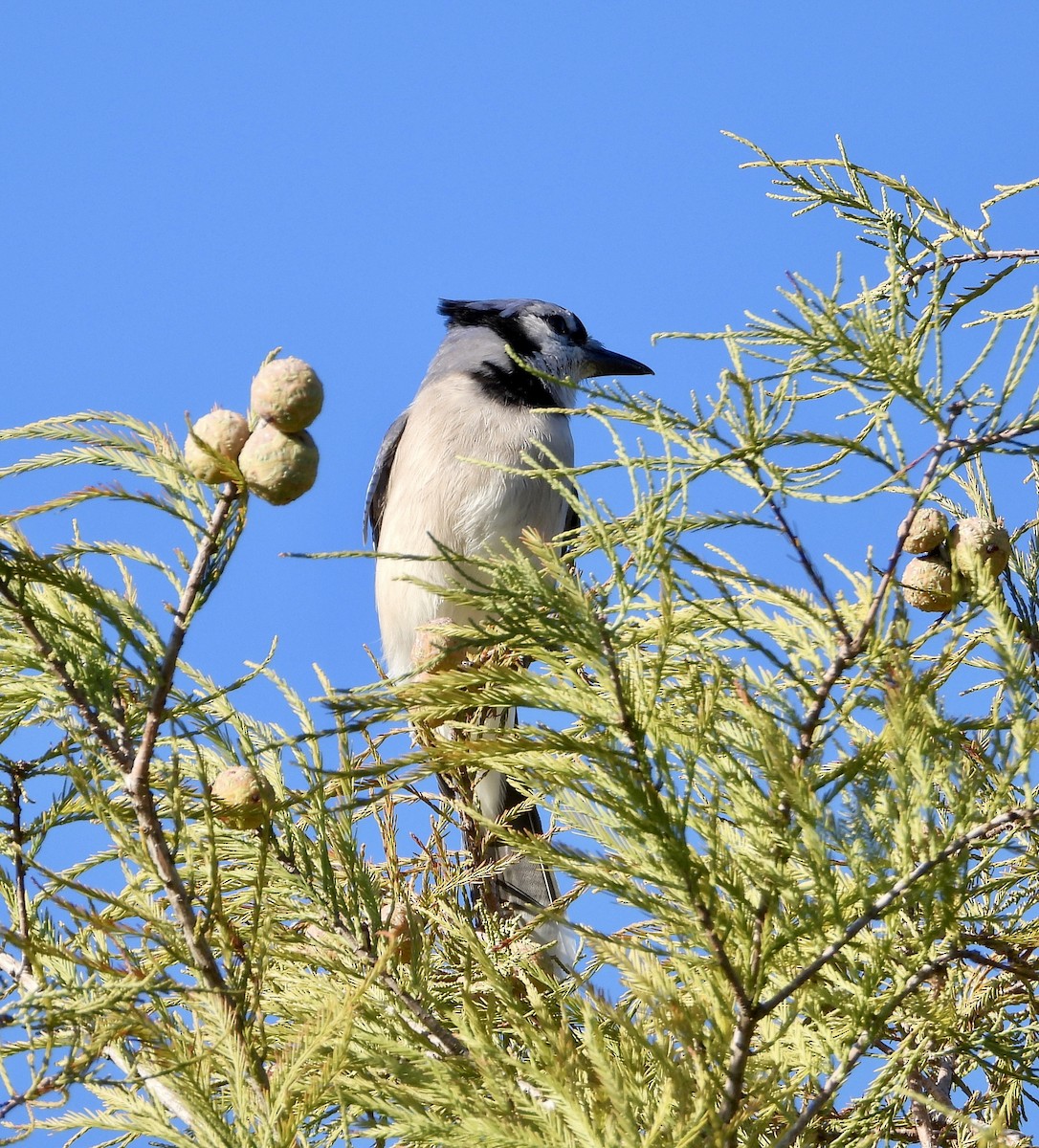 Blue Jay - ML644649164
