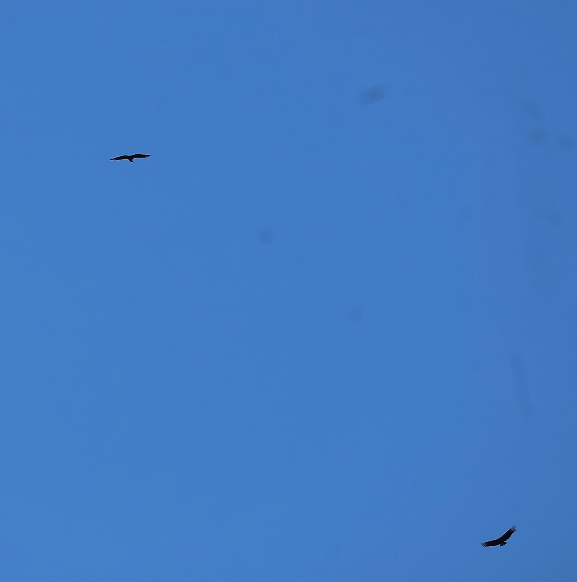 kondor havranovitý - ML644649166