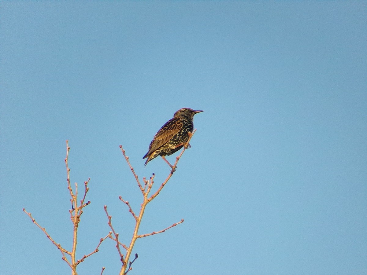 European Starling - ML644649167