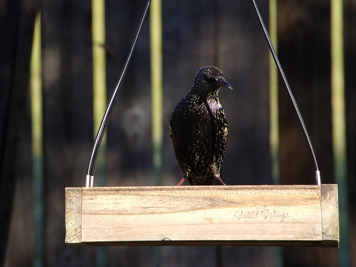 European Starling - ML644649168