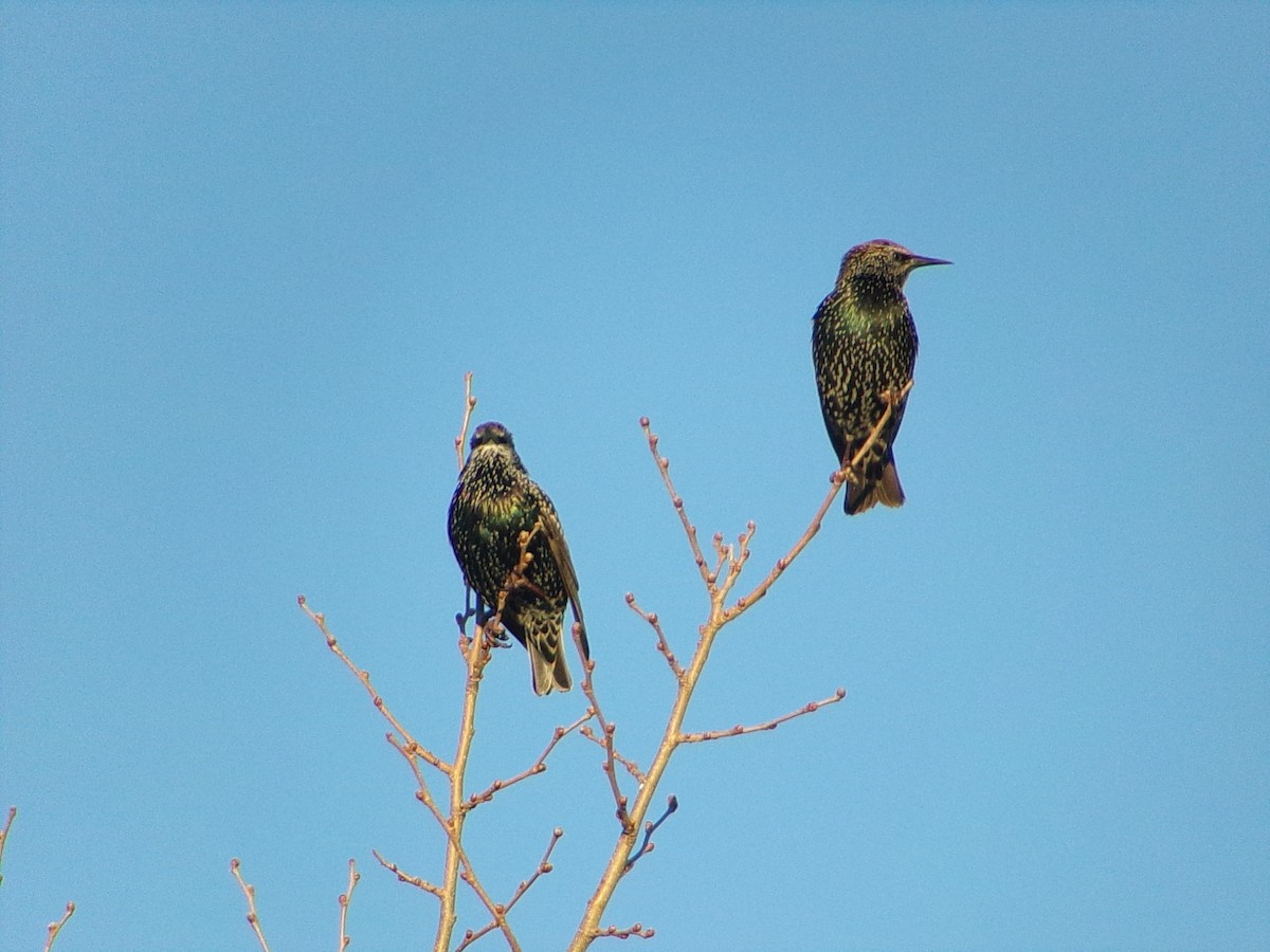 European Starling - ML644649169