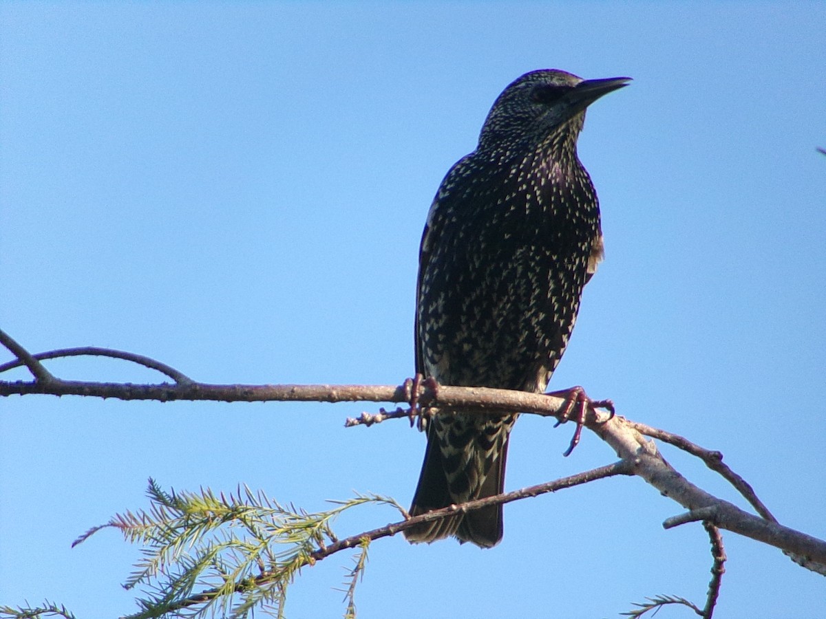European Starling - ML644649170