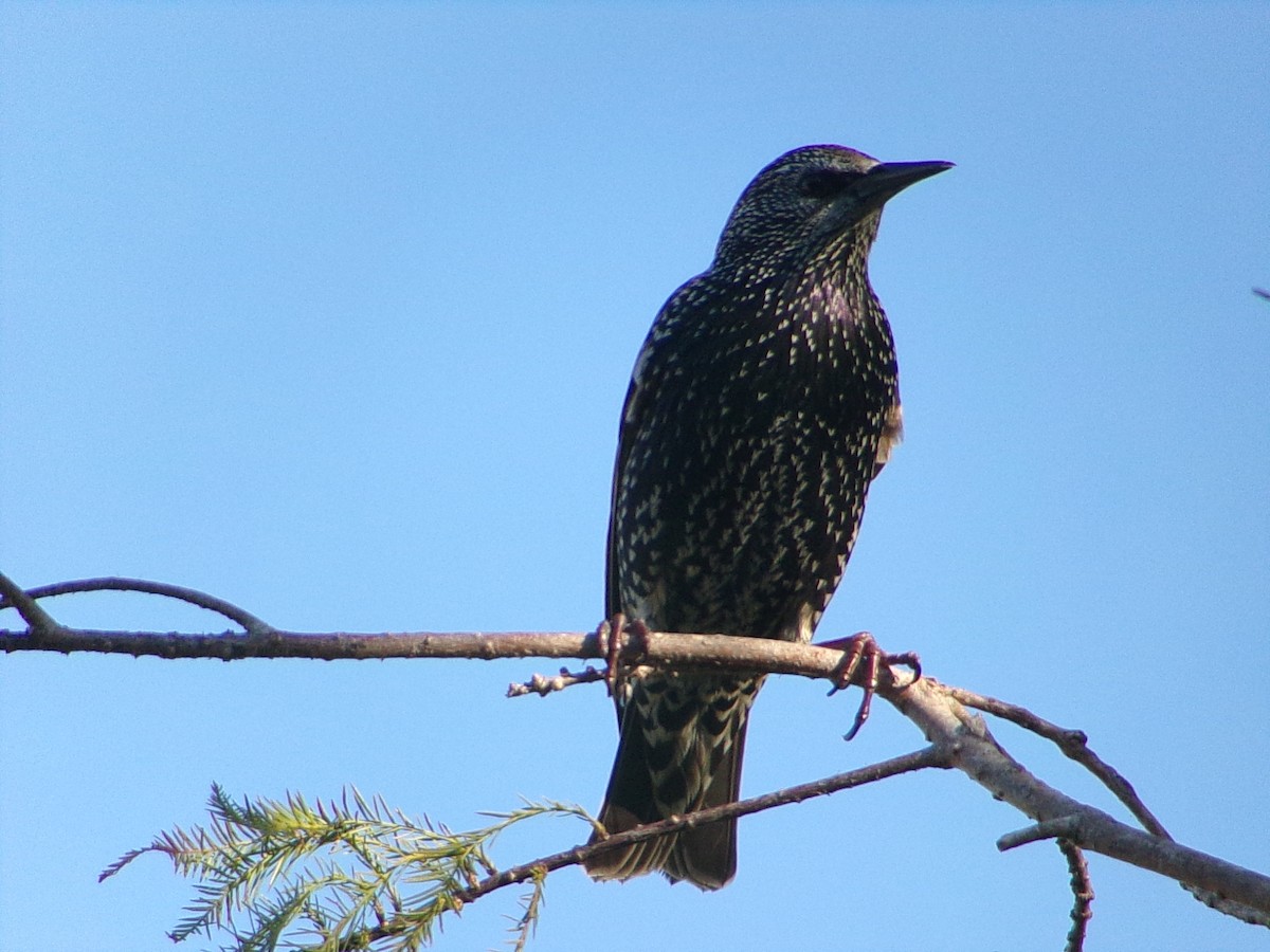 European Starling - ML644649171