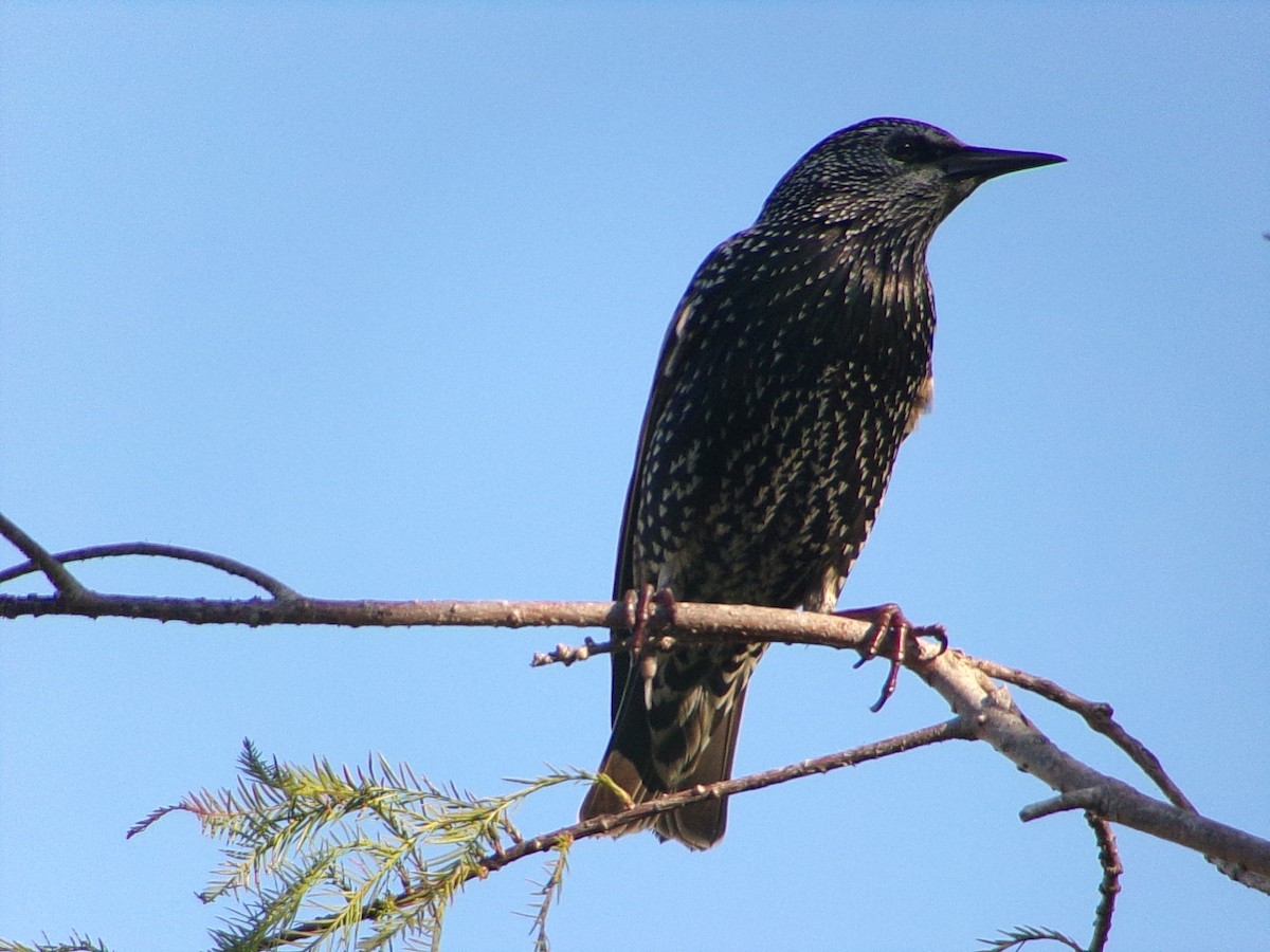 European Starling - ML644649172