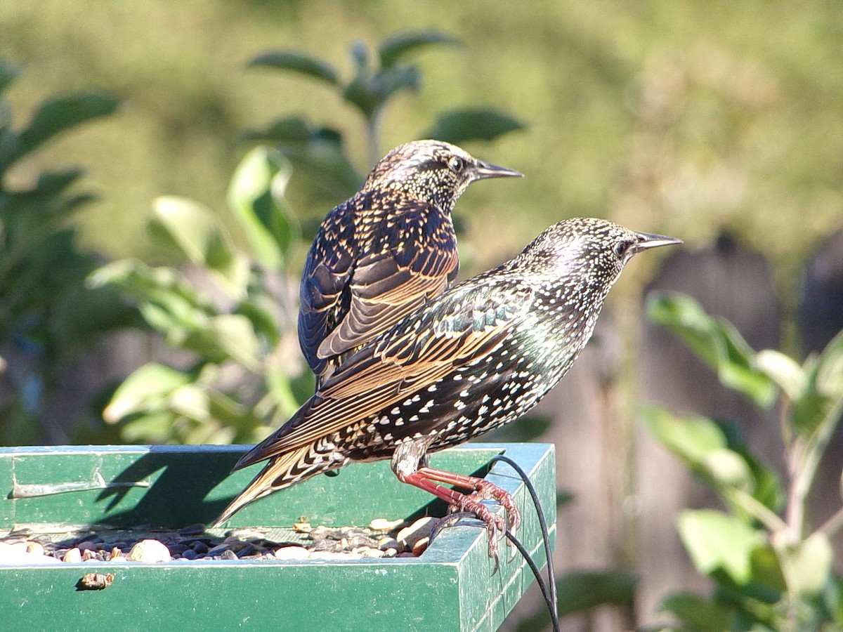 European Starling - ML644649173
