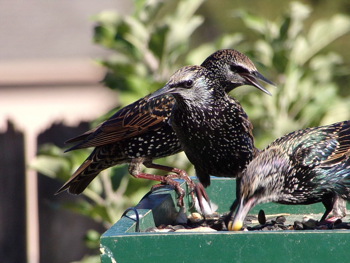 European Starling - ML644649174