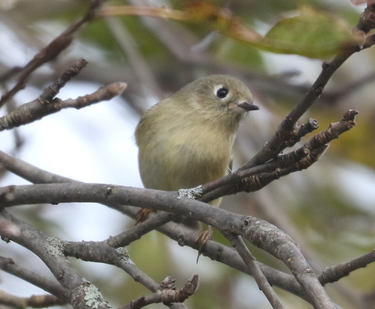 Rubingoldhähnchen - ML644649190