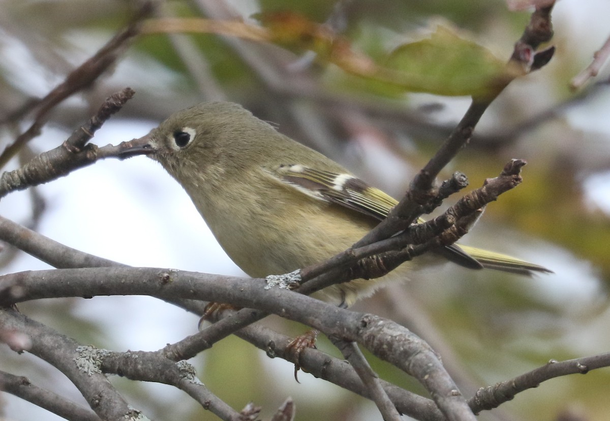 Rubingoldhähnchen - ML644649191