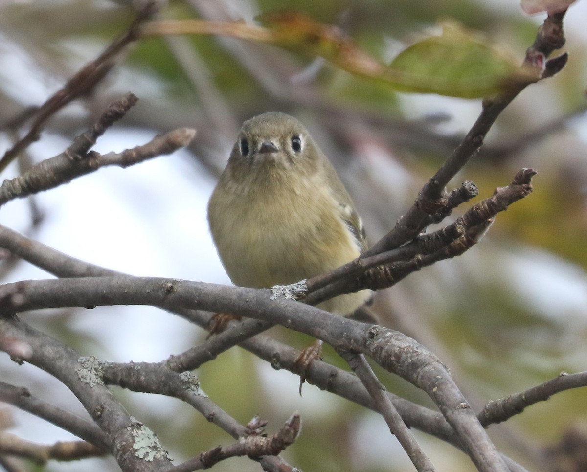 Rubingoldhähnchen - ML644649192