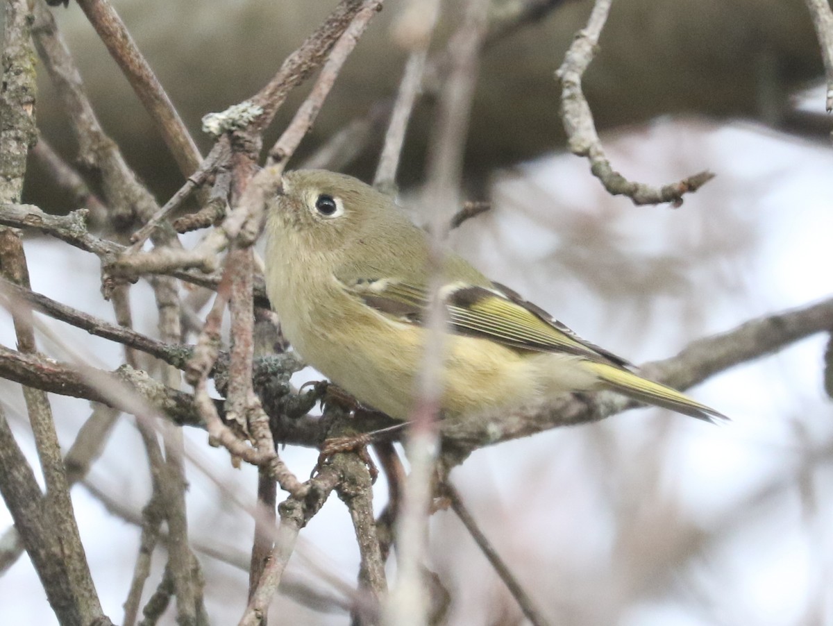 Rubingoldhähnchen - ML644649193