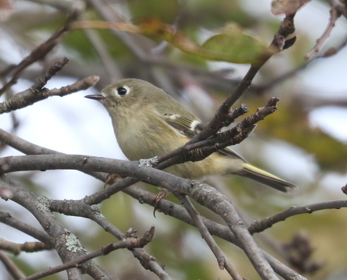 Rubingoldhähnchen - ML644649194