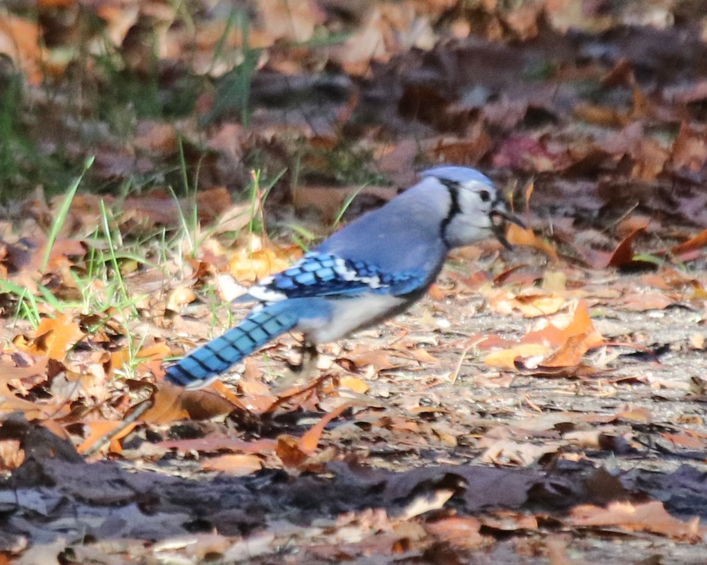 Blue Jay - ML644649222