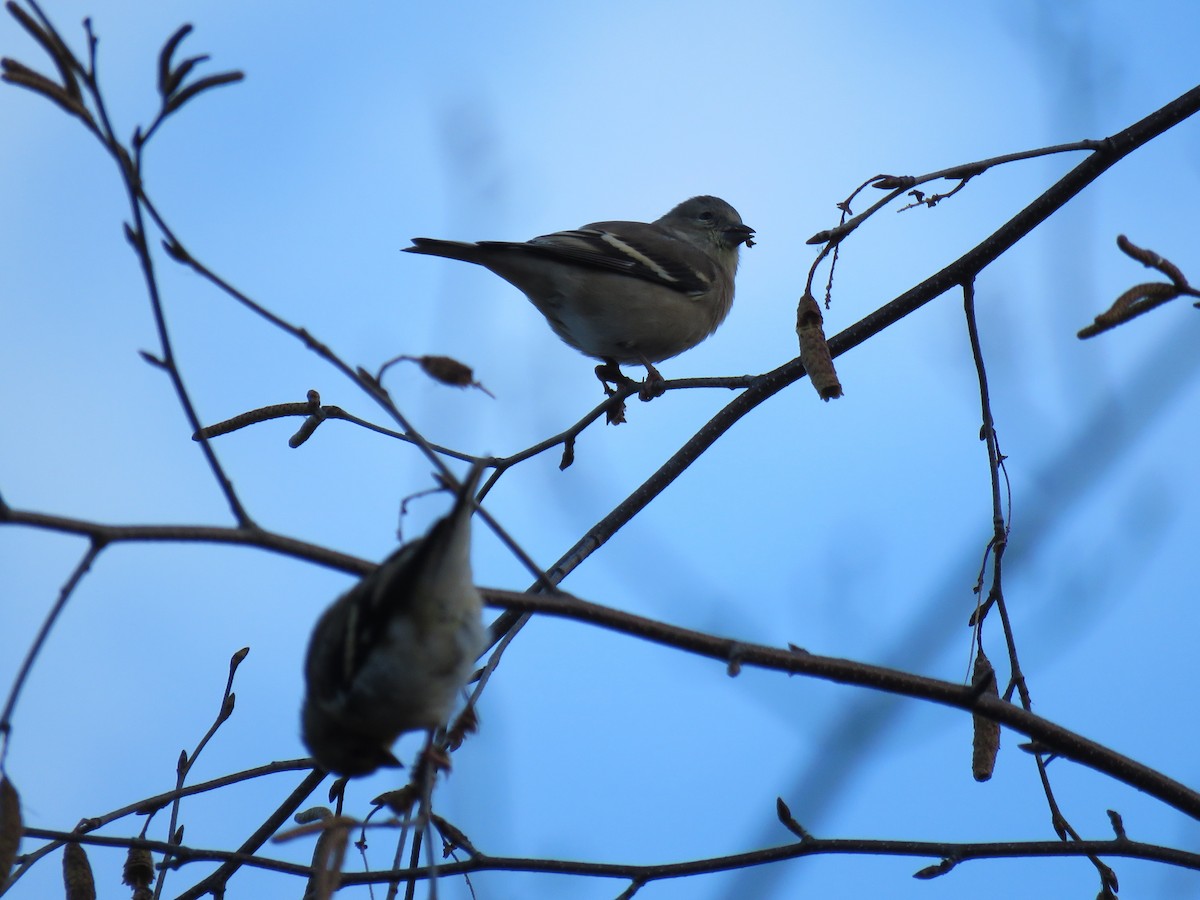 čížek žlutý - ML644649226