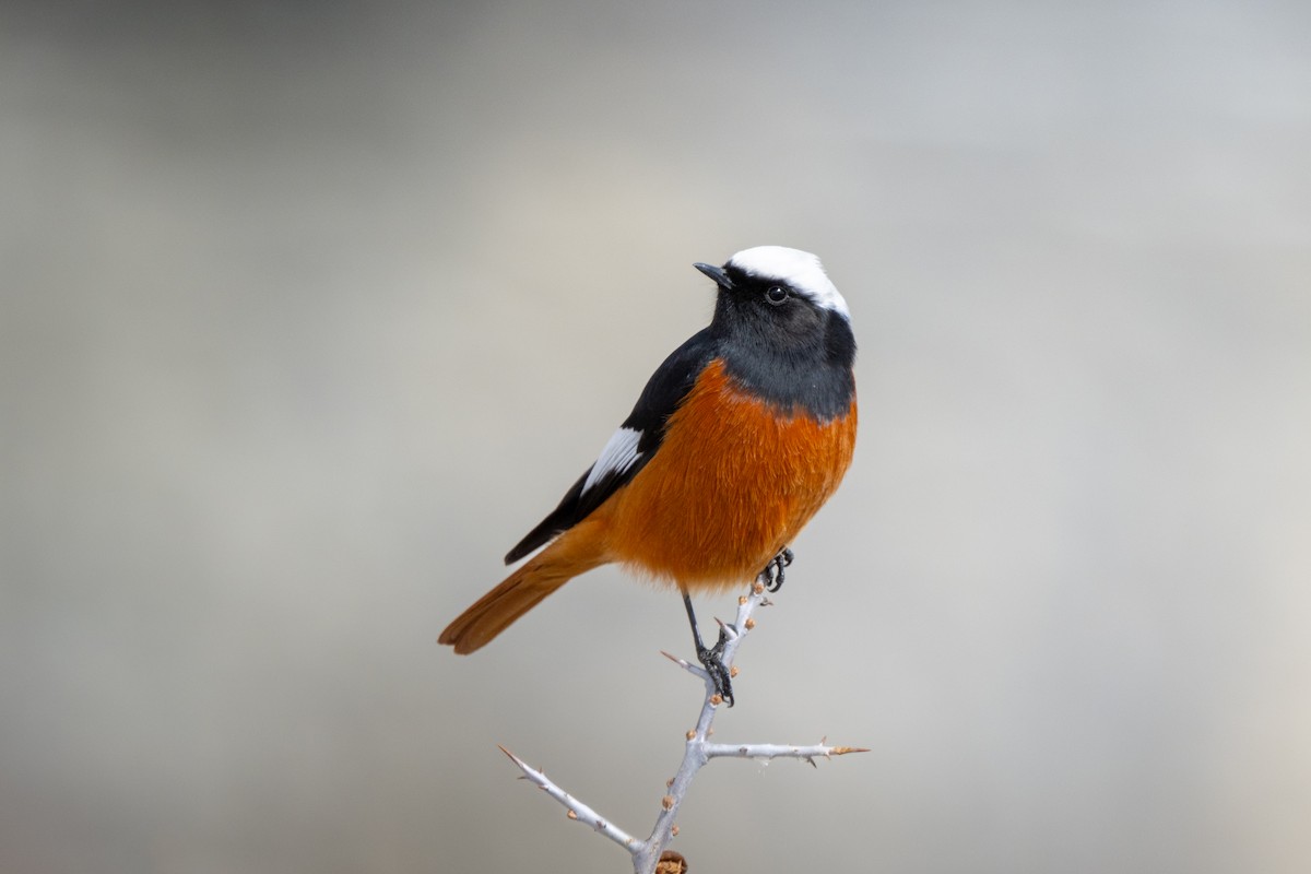 White-winged Redstart - ML644649231