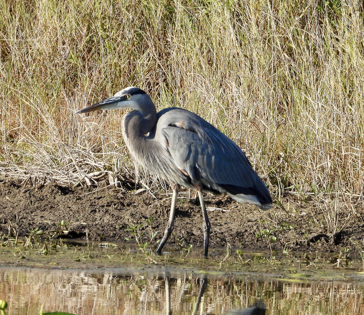 Great Blue Heron - ML644649257