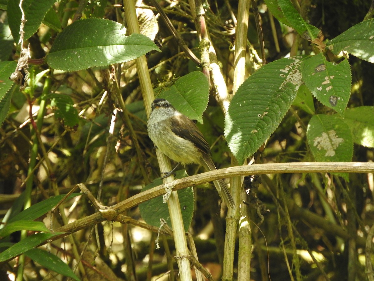 Çizgisiz Tiranulet - ML644649267