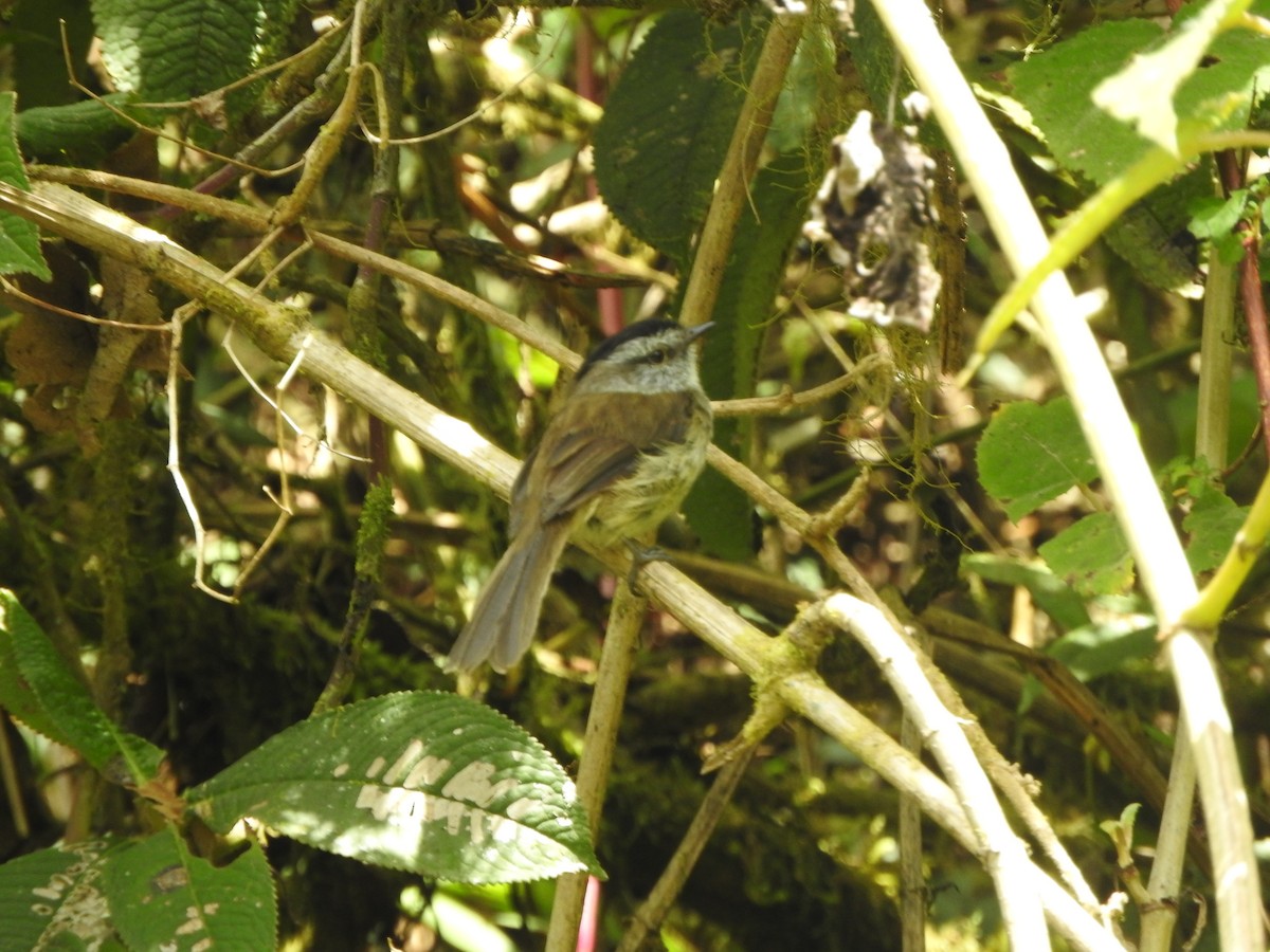 Çizgisiz Tiranulet - ML644649268