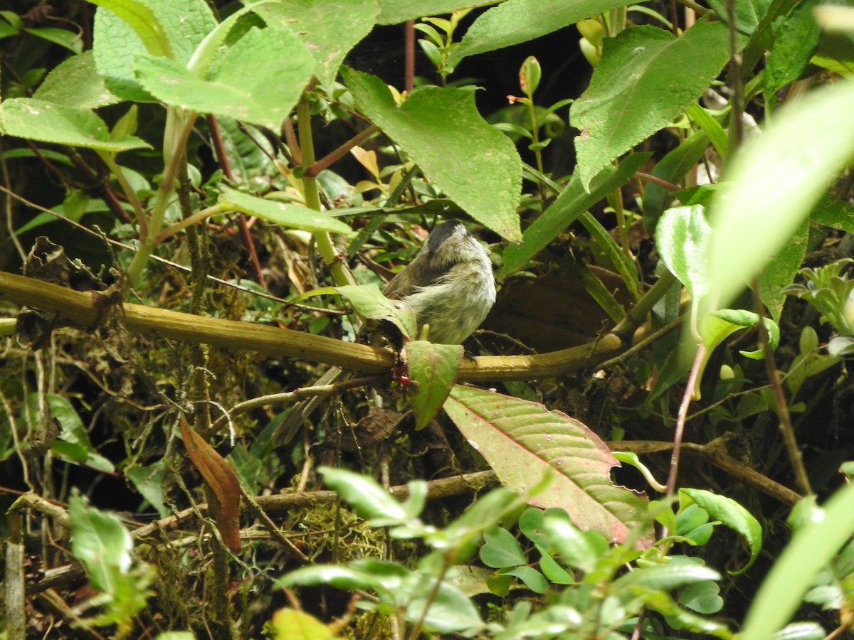 Çizgisiz Tiranulet - ML644649269