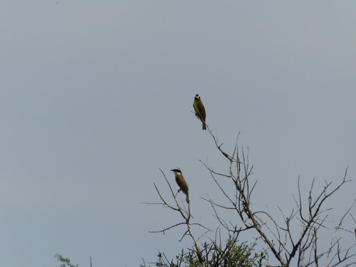 Great Kiskadee - ML644649279