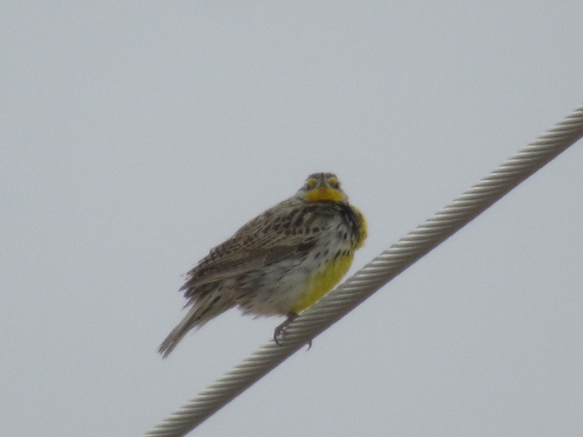 Western Meadowlark - ML644649285