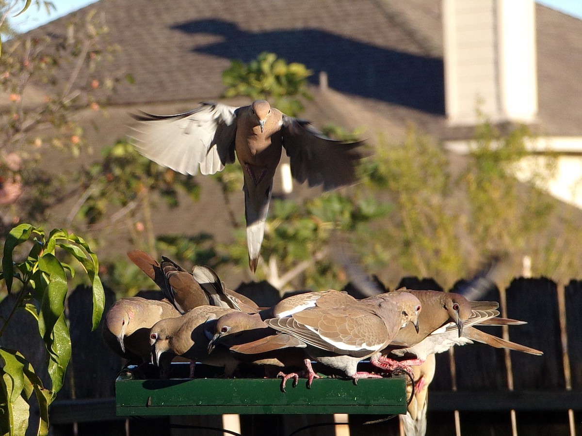 Mourning Dove - ML644649286