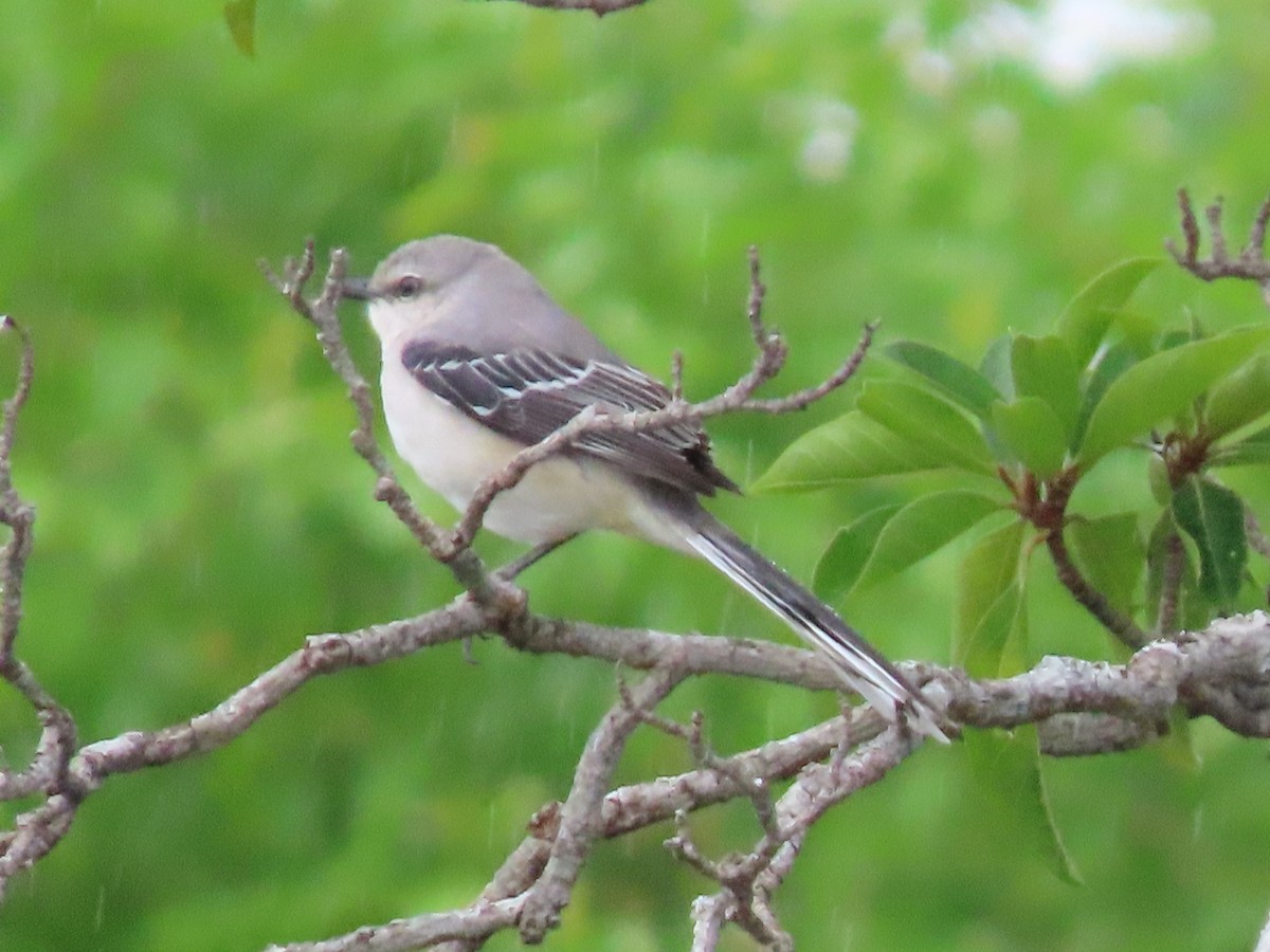 Tropikal Taklitçi - ML644649289