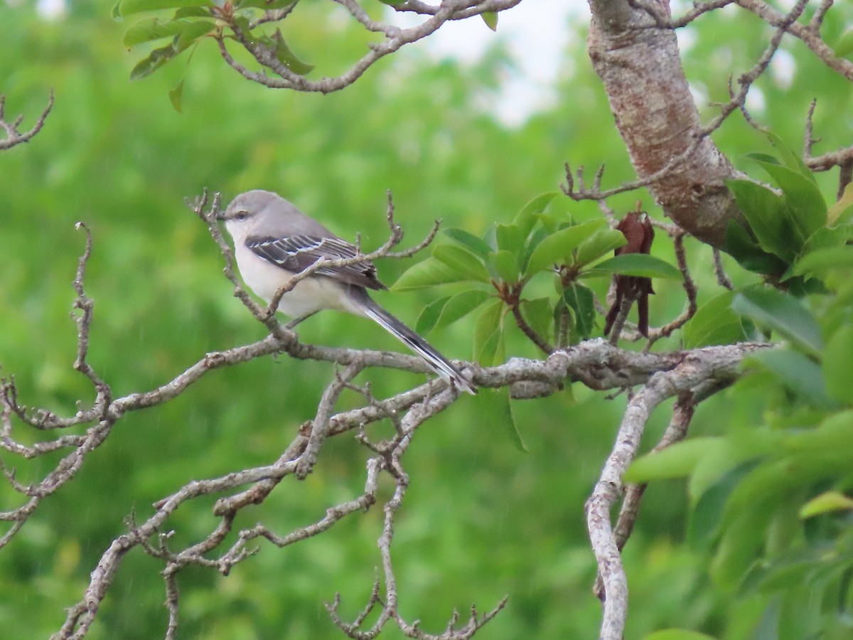 Tropikal Taklitçi - ML644649290