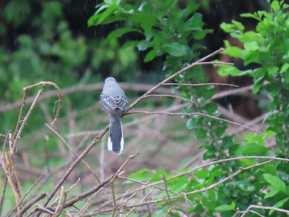 Tropikal Taklitçi - ML644649291