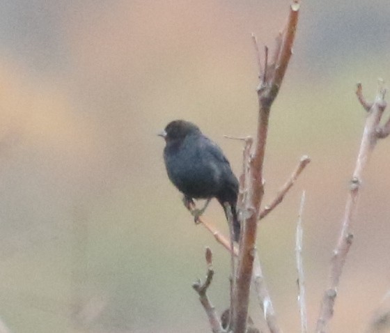 Braunkopf-Kuhstärling - ML644649307