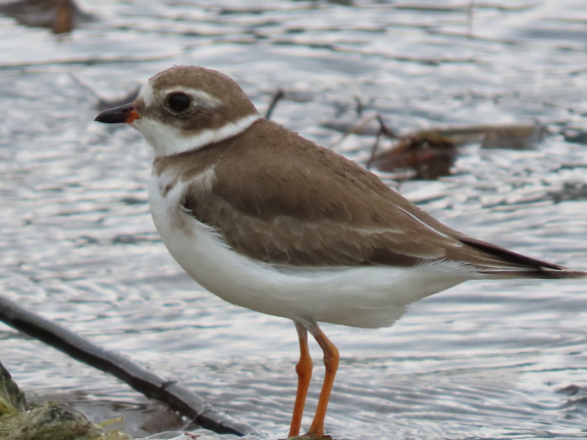Semipalmated Plover - ML644649312