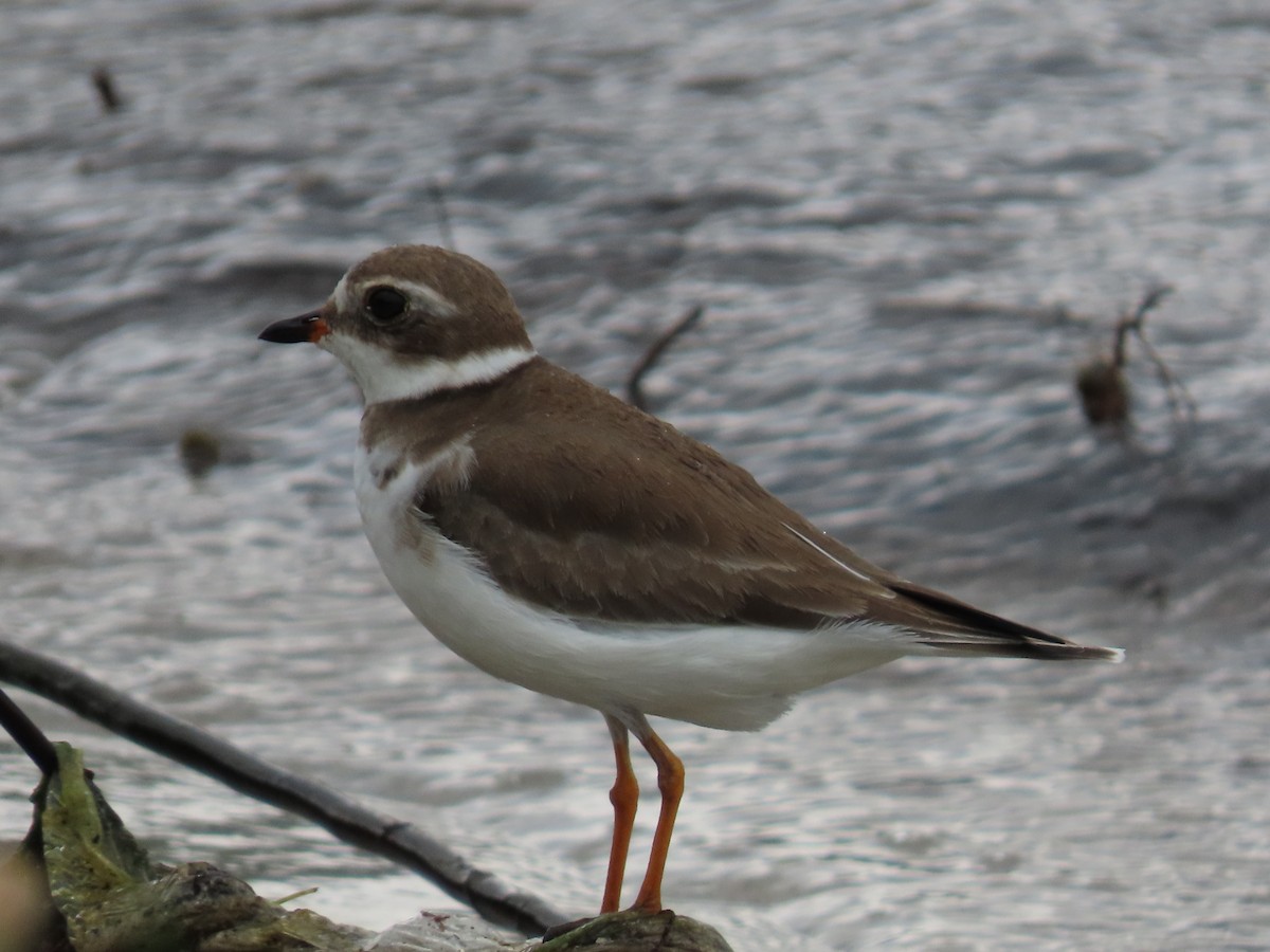Semipalmated Plover - ML644649313