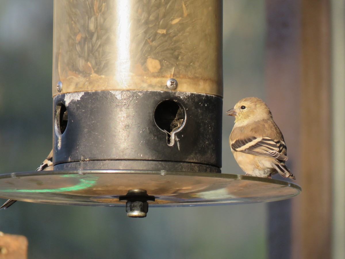 čížek žlutý - ML644649320