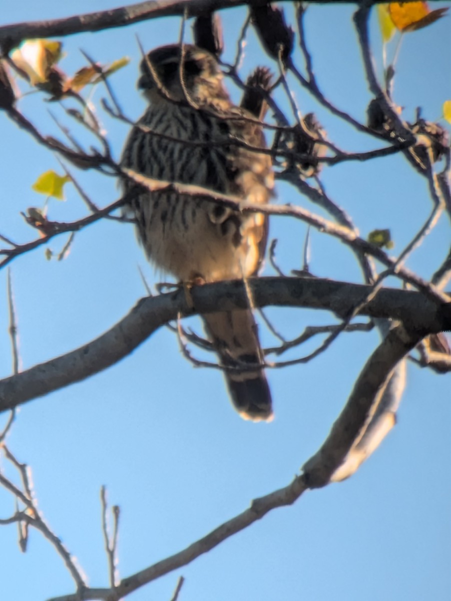 dvergfalk - ML644649328