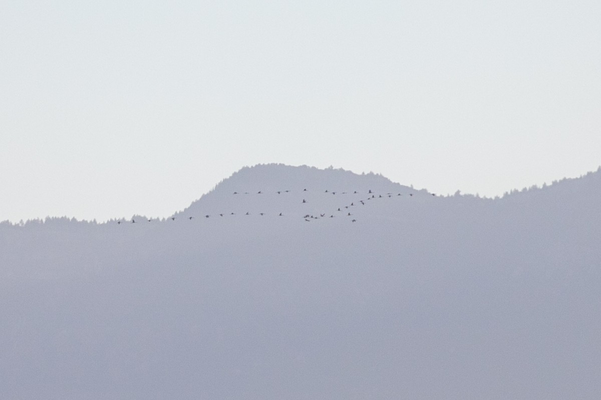 Sandhill Crane - ML644649349