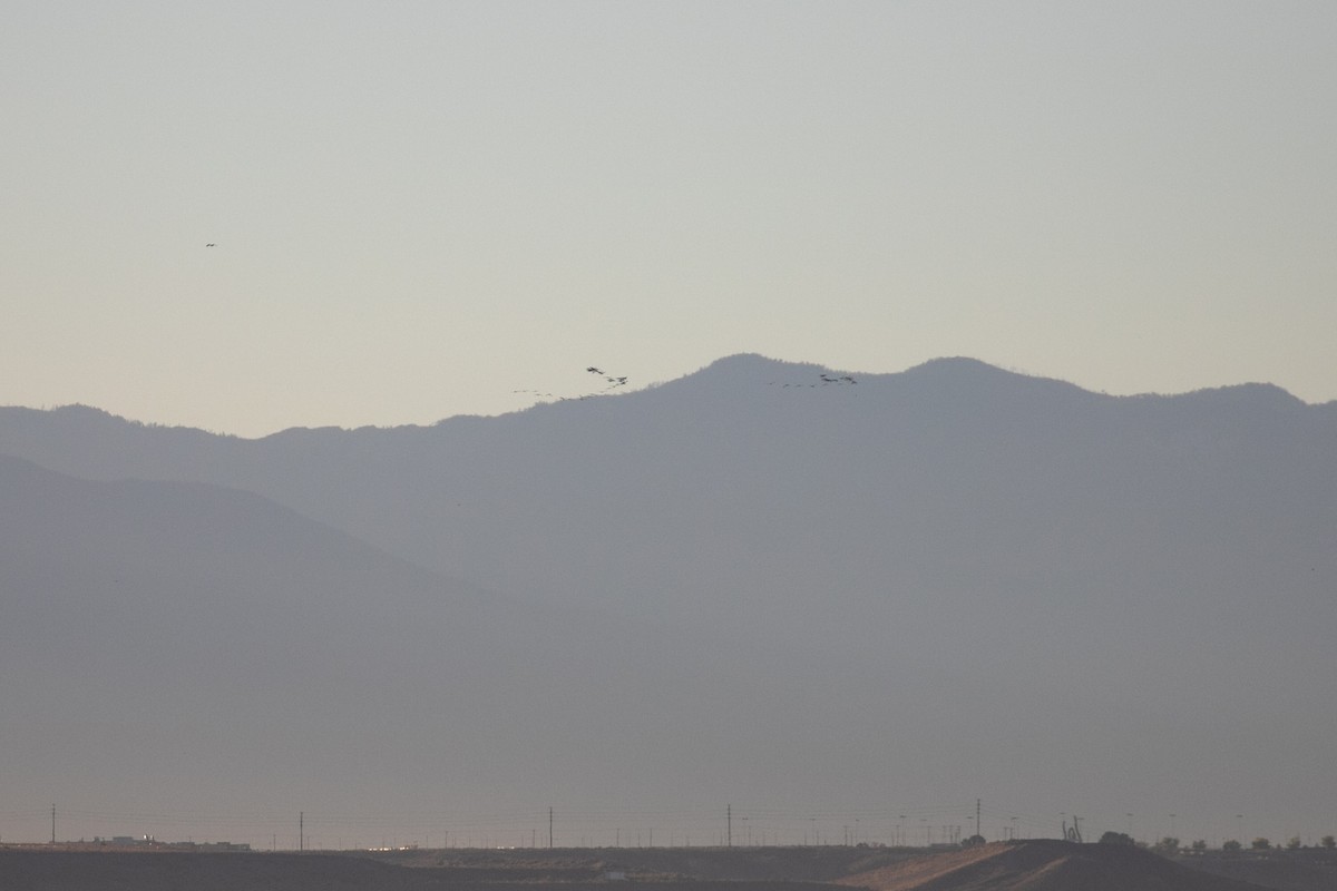 Sandhill Crane - ML644649350