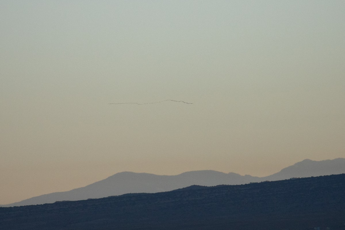 Sandhill Crane - ML644649351