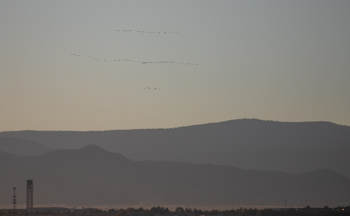 Sandhill Crane - ML644649352