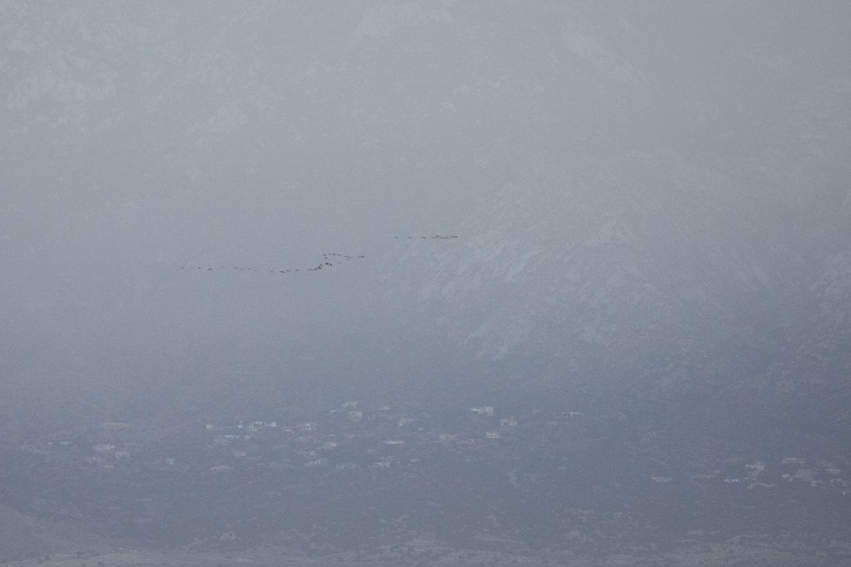 Sandhill Crane - ML644649353