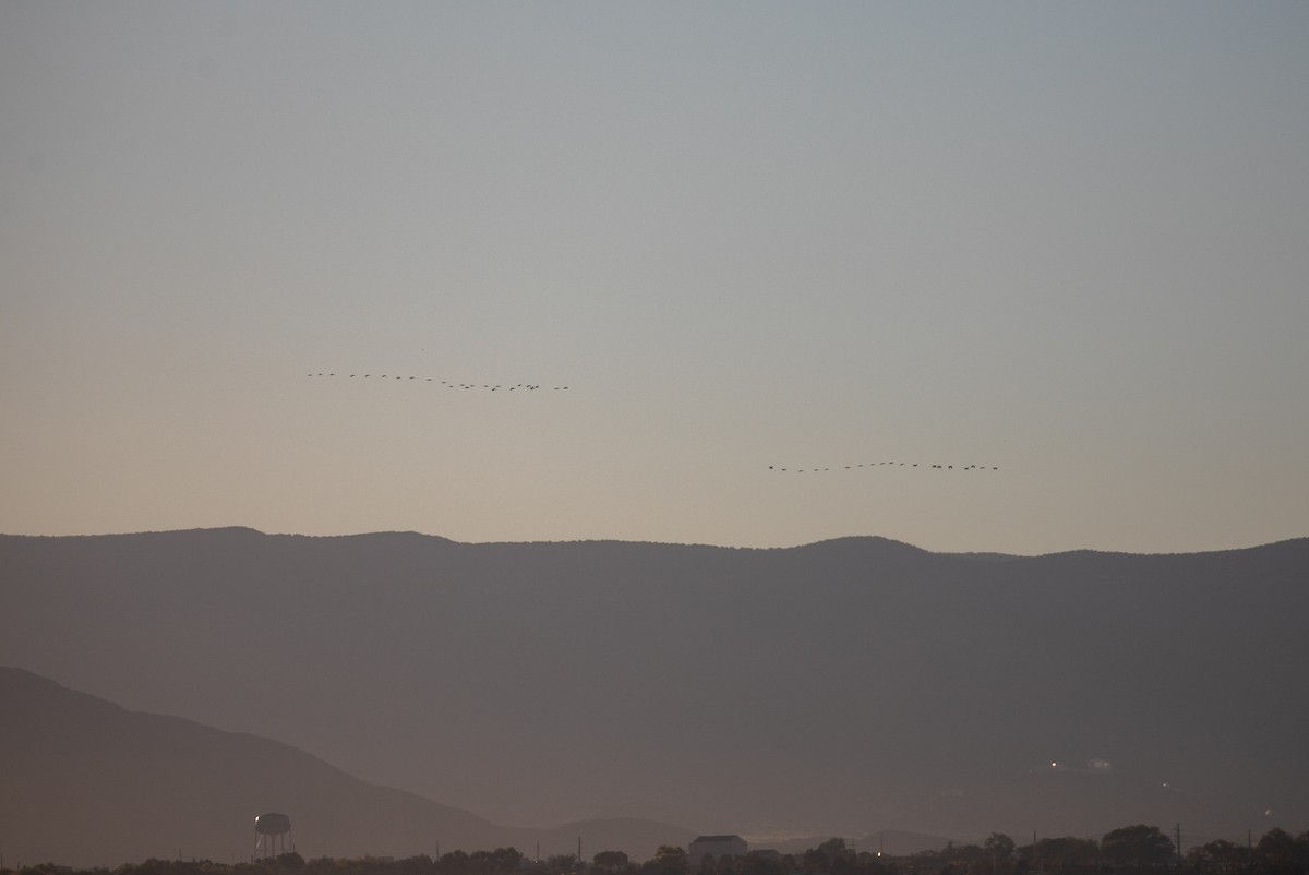 Sandhill Crane - ML644649354