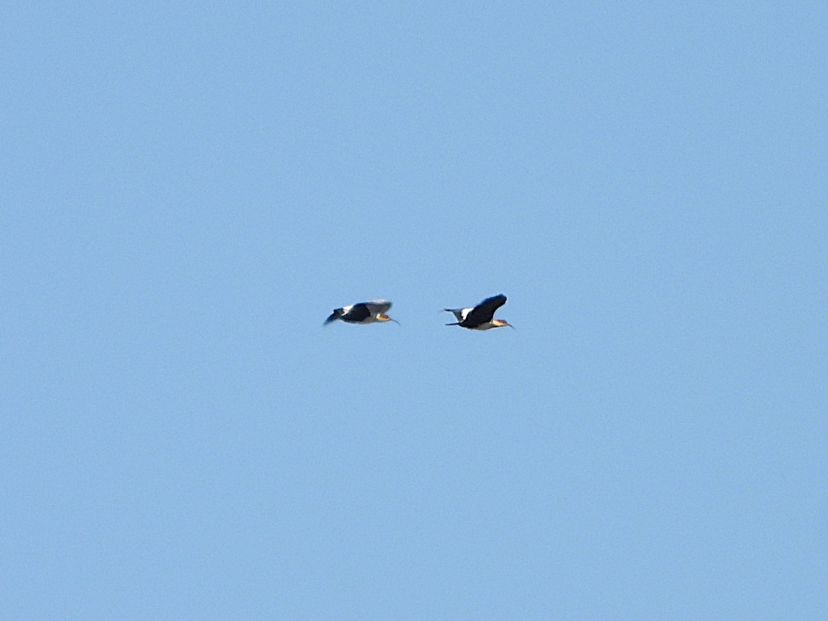 Andean Ibis - ML644649355