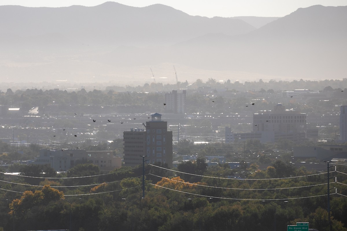 Red-winged Blackbird - ML644649358