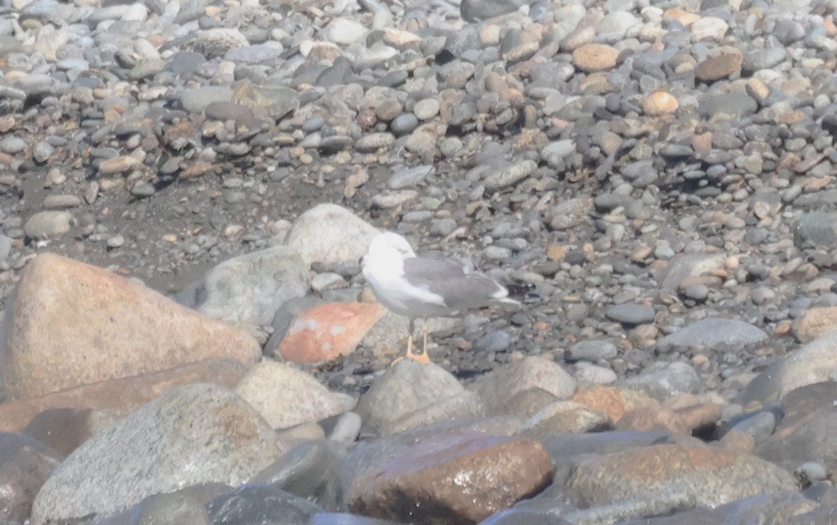 Gaviota Sombría - ML644649359