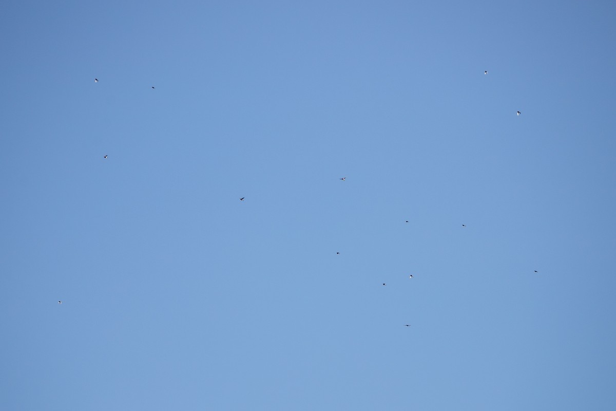 American Robin - ML644649360