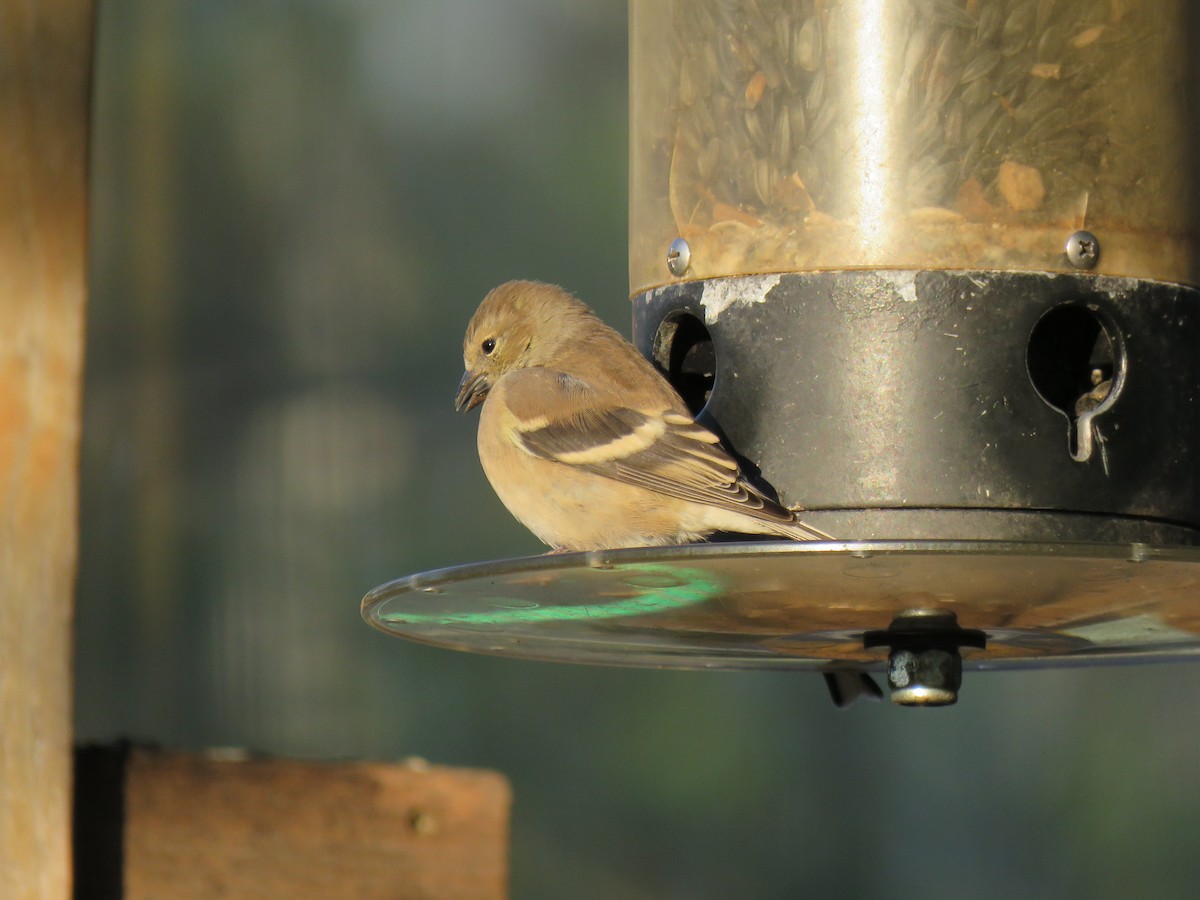 čížek žlutý - ML644649375