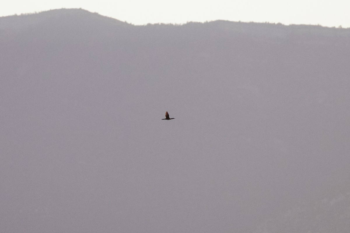 Neotropic Cormorant - ML644649383