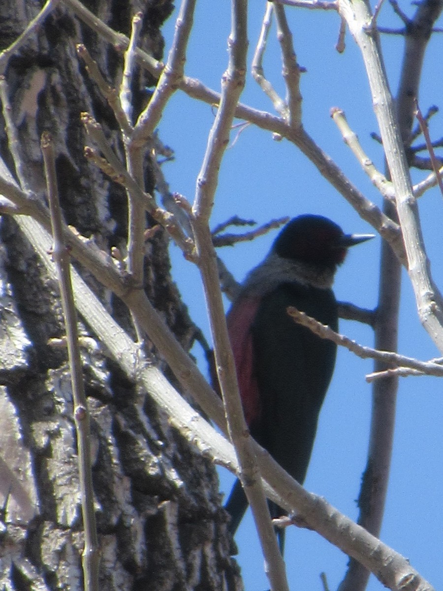 Lewis's Woodpecker - ML644649387