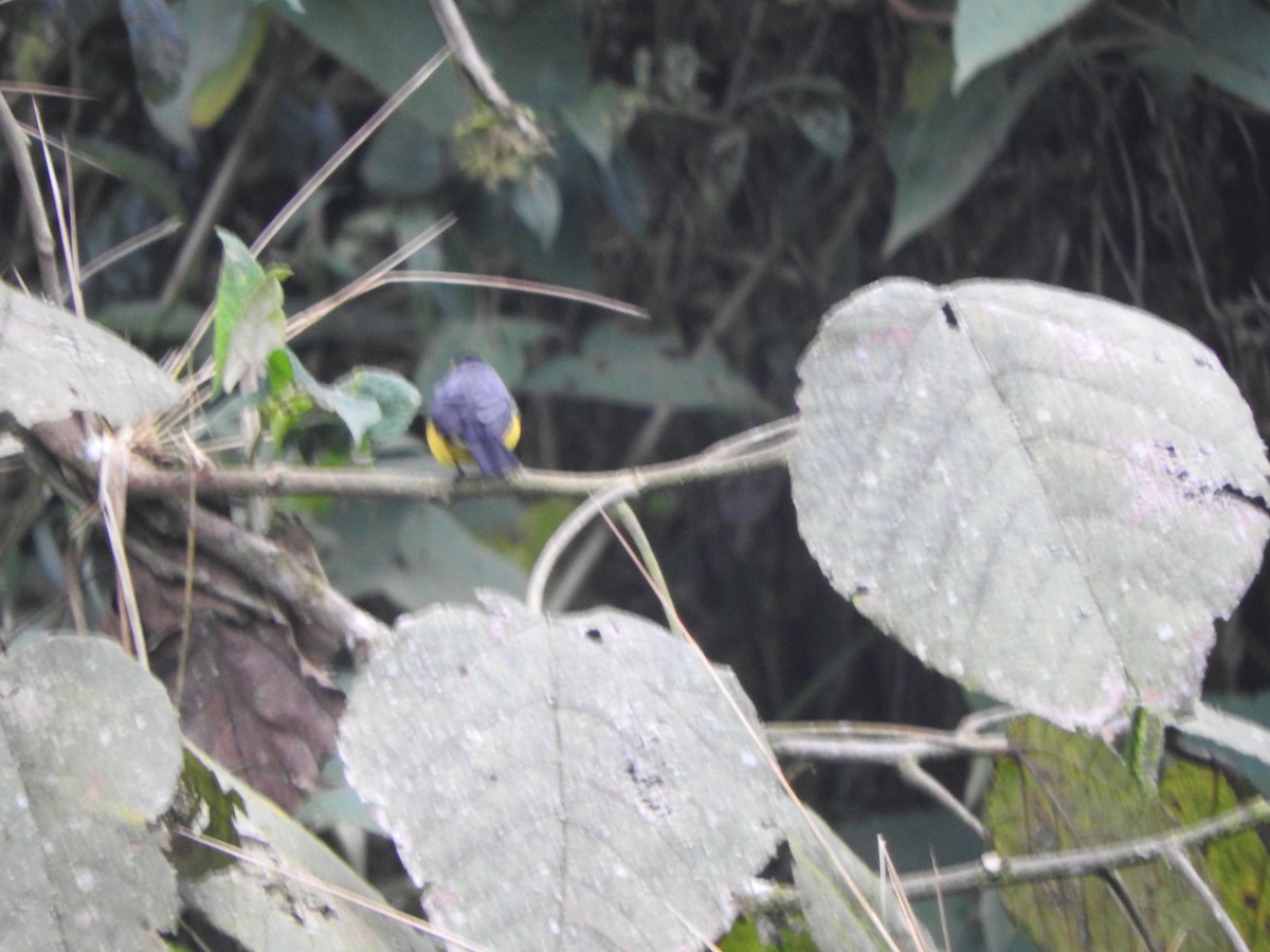 Spectacled Redstart - ML644649389