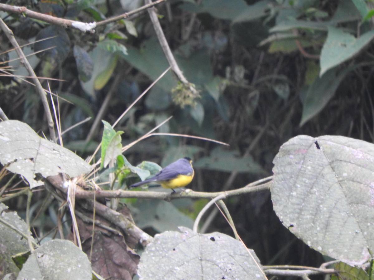 Spectacled Redstart - ML644649390