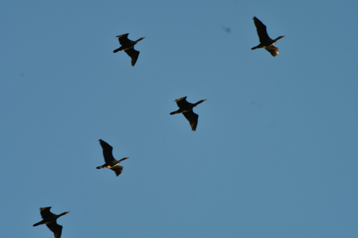 totoppskarv - ML644649391